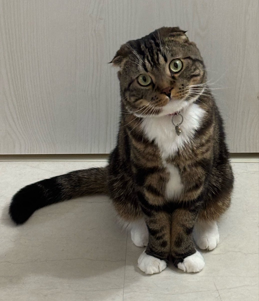 01161San's tweet photo. 4月28日、たいがが急逝しました。
2歳4ヶ月、早すぎ😭
本日、お空へ旅立ちました🌈
 #スコティッシュフォールド https://t.co/eBZeer844t