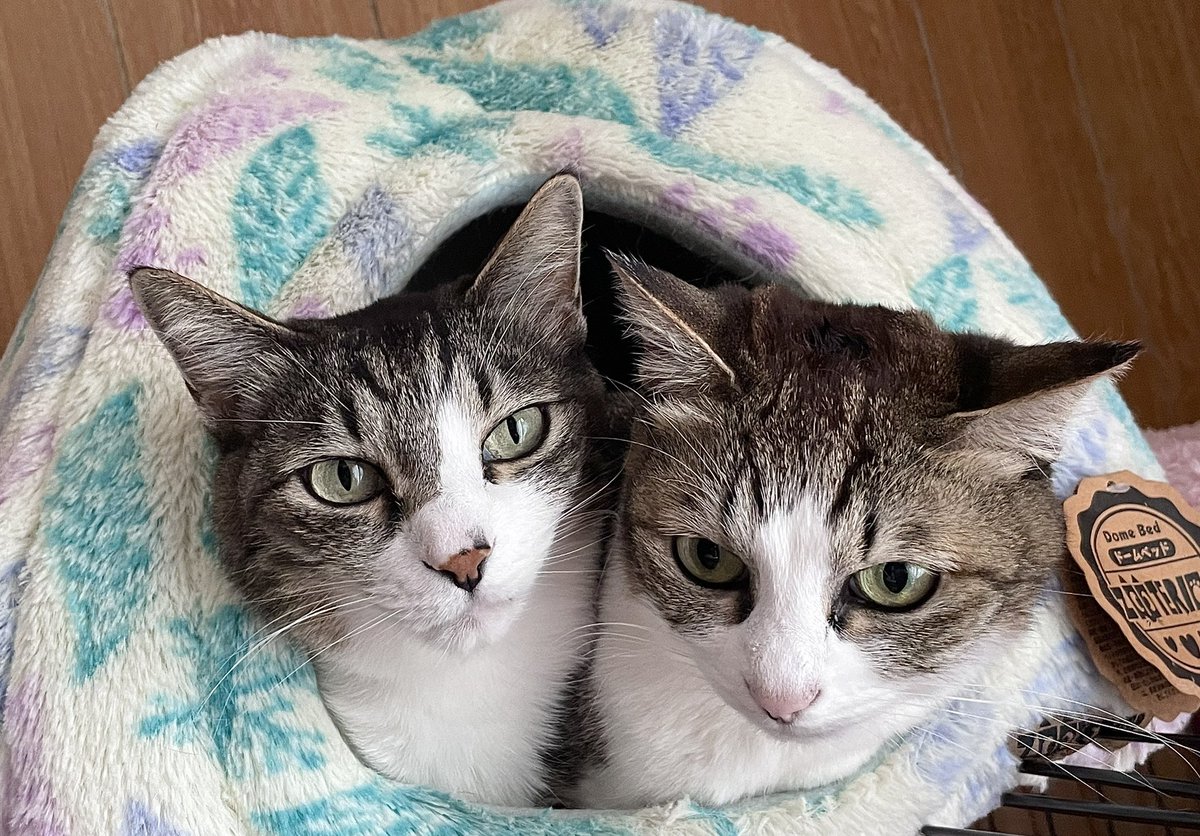 うちの猫たちが7歳のお誕生日を迎えました