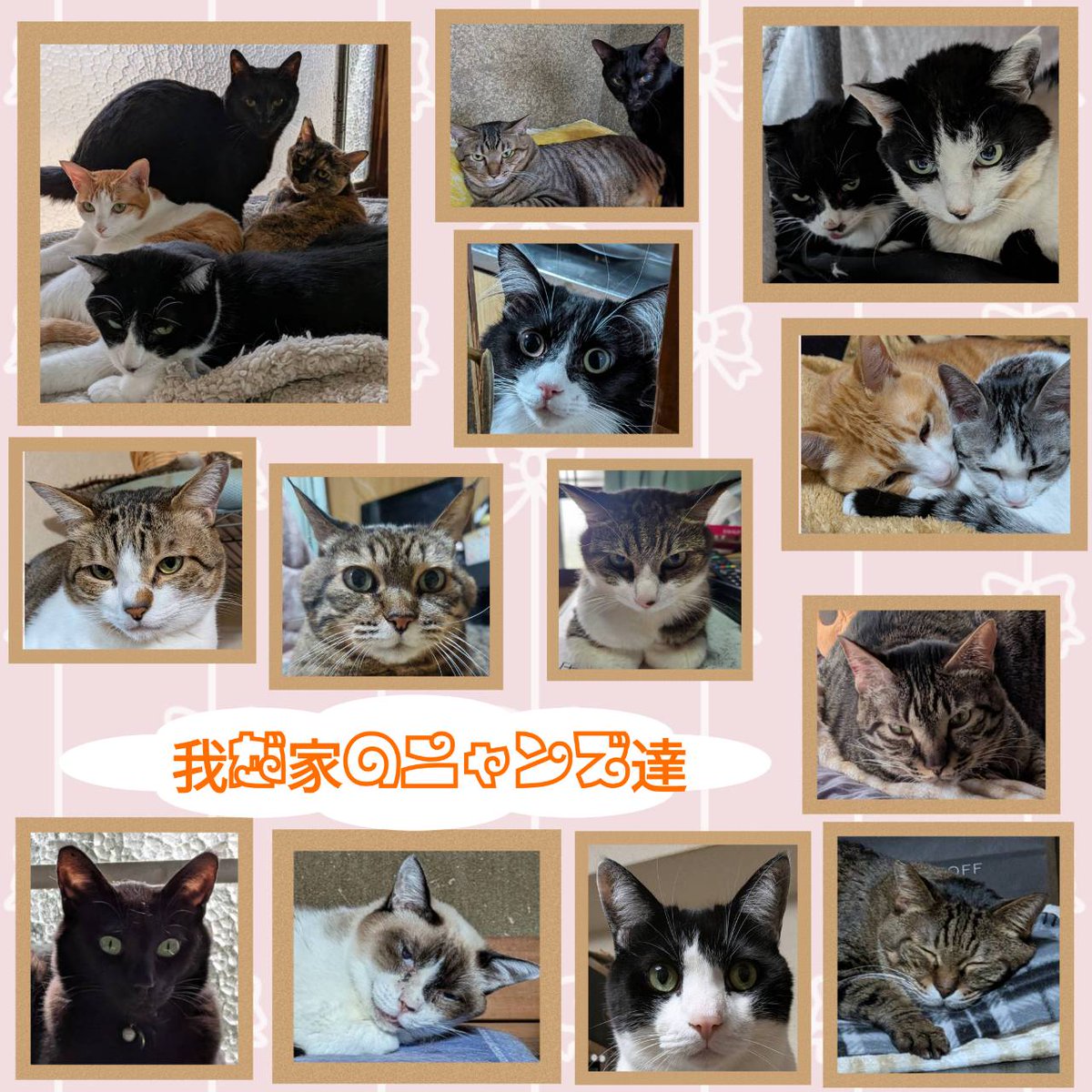 ria_cat13's tweet photo. 我が家のニャンズ達一覧とAmazon｢欲しいものリスト｣に載せさせて頂いている品物の画像を作りましたので投稿させて頂きます🍀 https://t.co/2ii3CMolh9