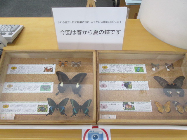 蝶（ちょう）の標本展示】 「三ヶ日町郷土を語る会」会員、「いなさ