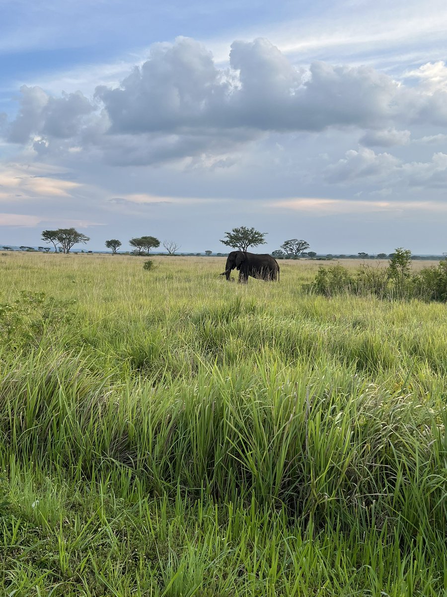 ZootopiaSafaris's tweet photo. We saw the elephant tasks on the Photo Booth at the equator and indeed we also saw real ones in the Queen Elizabeth National park during a game drive. 

This happens when you book with a professionally guided  tour operator like us 

Visit 256gorillasafaris@gmail.com for inquires https://t.co/toEtohXHAl