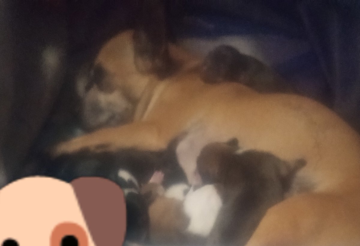 gson707's tweet image. #Dogs #Puppies #BabyDogs #NewLife #Dog