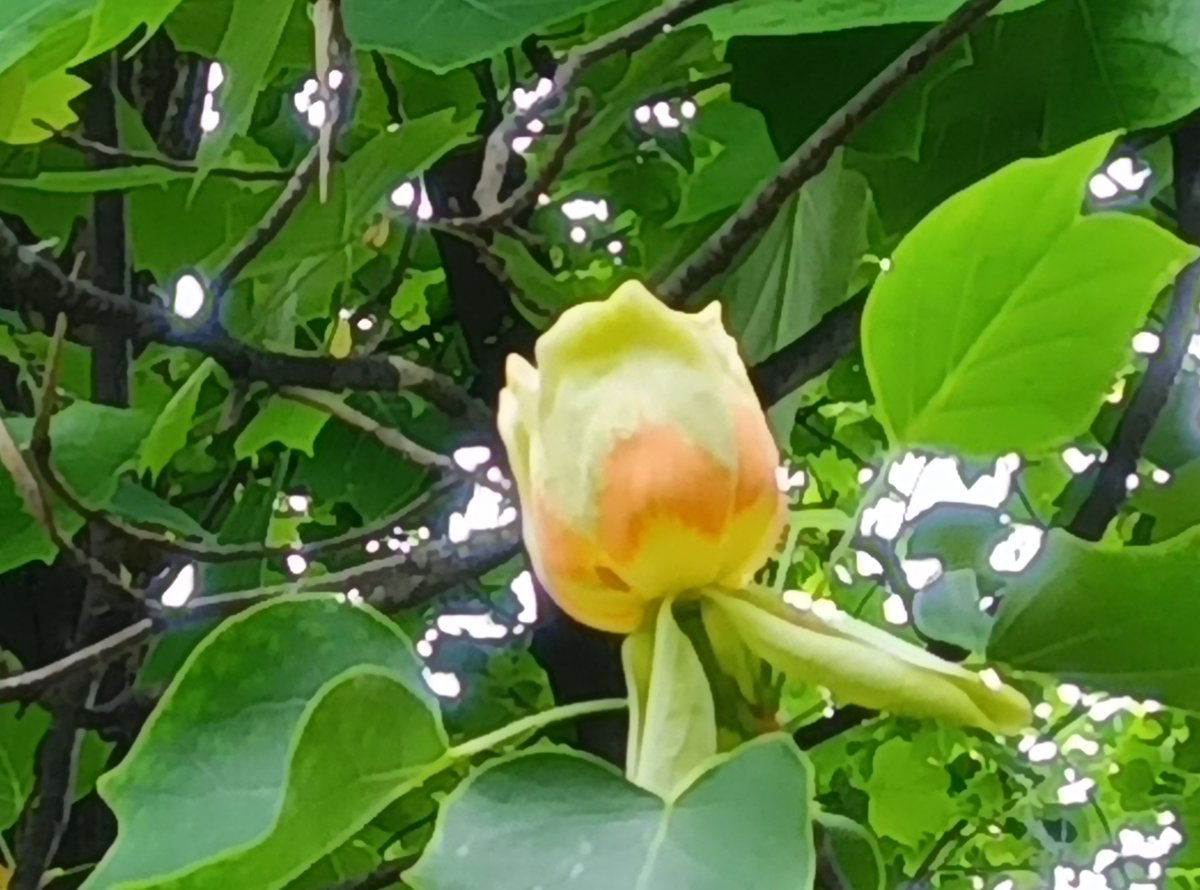 都立赤塚公園 tweet media