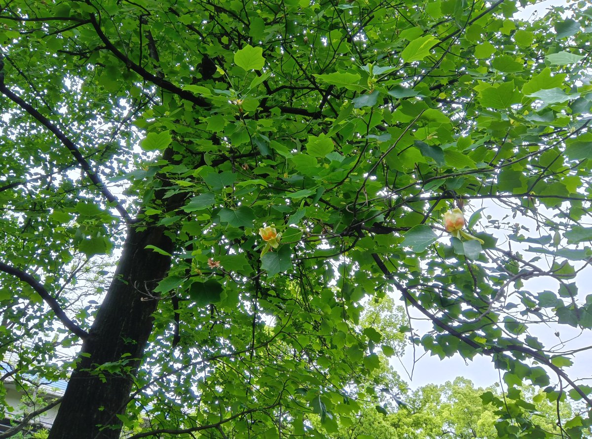 都立赤塚公園 tweet media