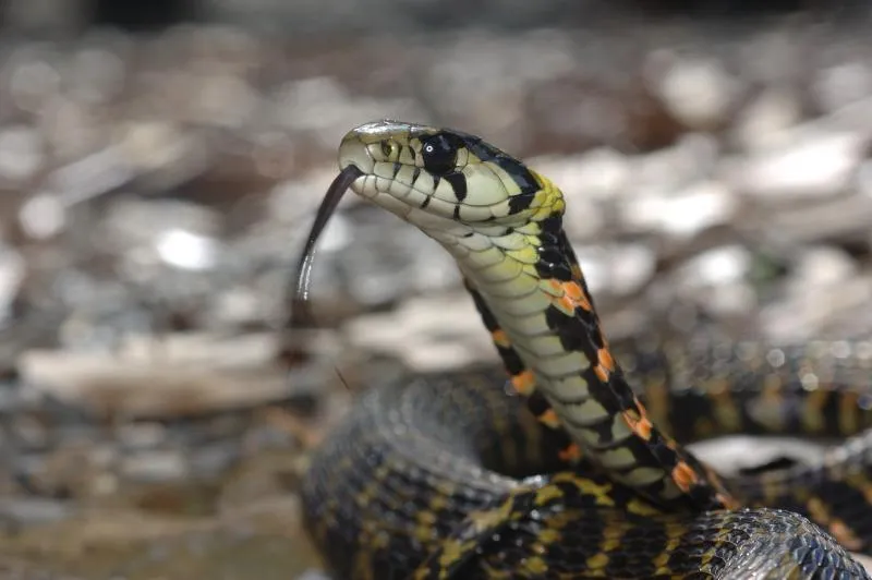 Richardbloxxer tweet media