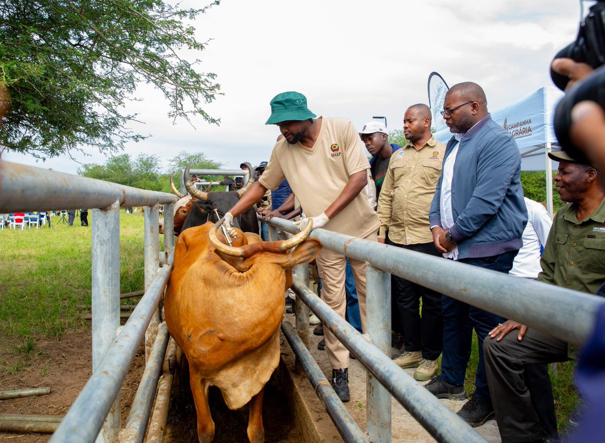 FAOMozambique's tweet image. Mozambique launches the 2026 National Animal Vaccination Campaign 🇲🇿 

In support to MAAP, @FAO provided 62 000 foot-and-mouth disease (FMD) vaccines. 

This initiative will protect livestock, strengthen food security, &amp;amp; safeguard rural livelihoods. 

#AnimalHealth #FoodSecurity