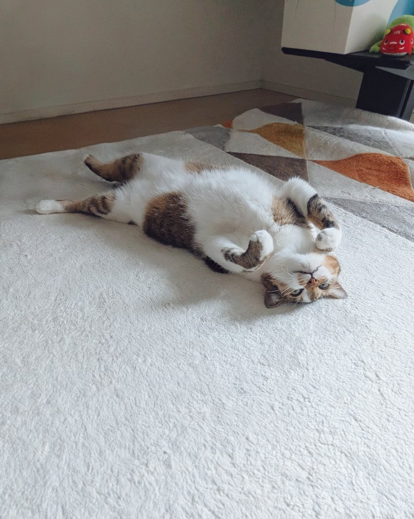 猫目 tweet media