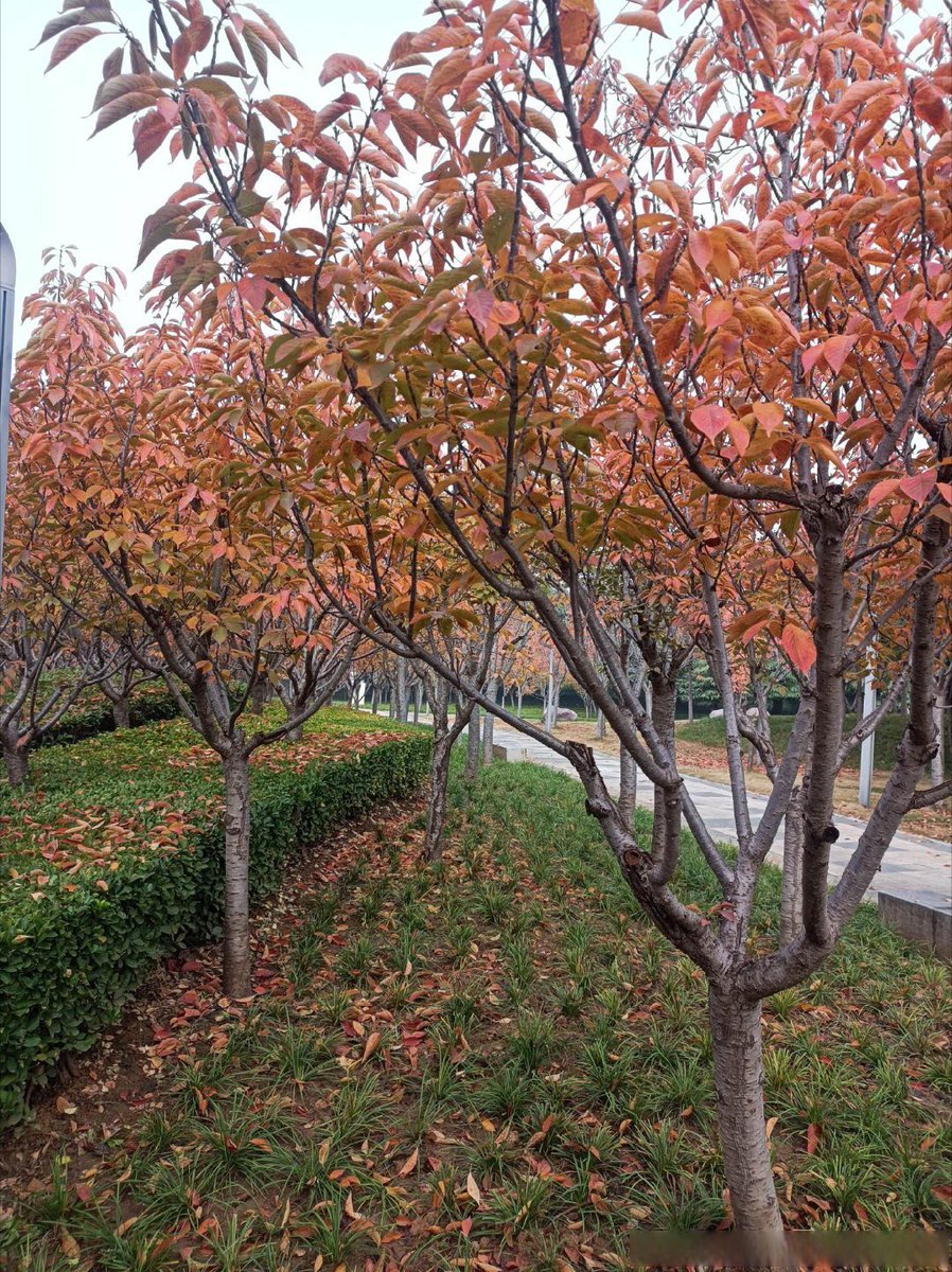 maria jose ahijon tweet media