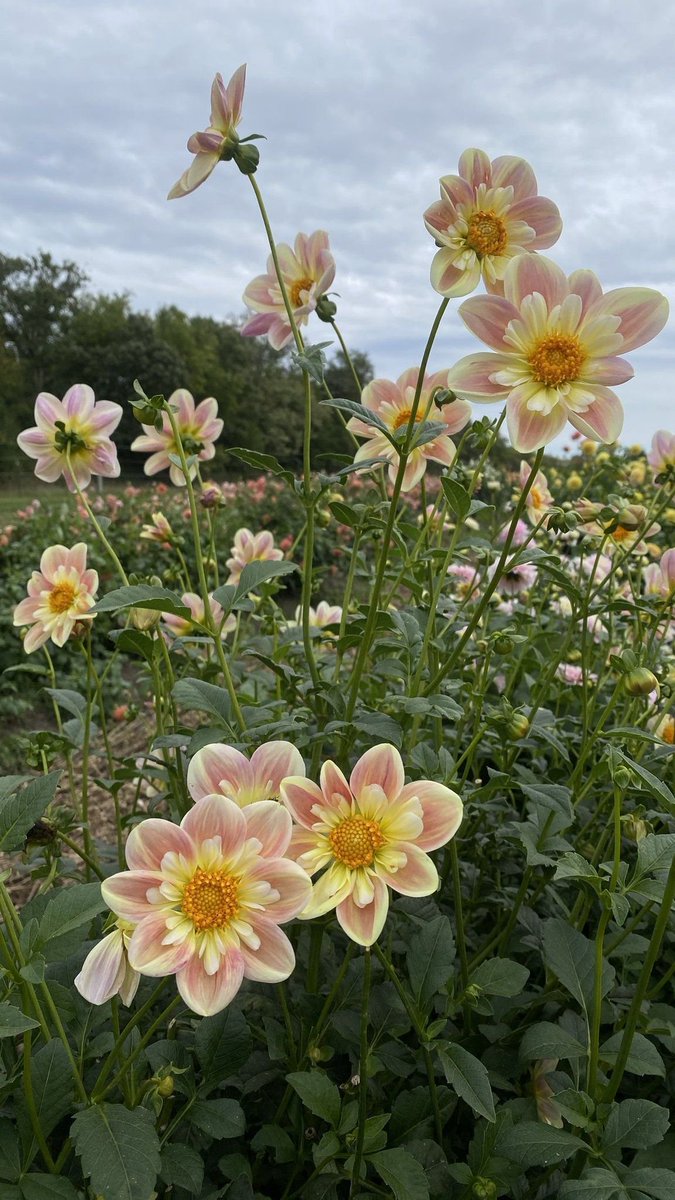 Jiya 🦚 tweet media