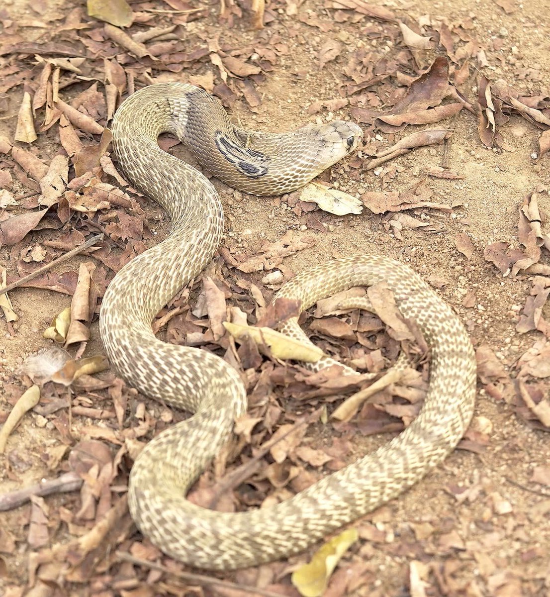 Richardbloxxer tweet media