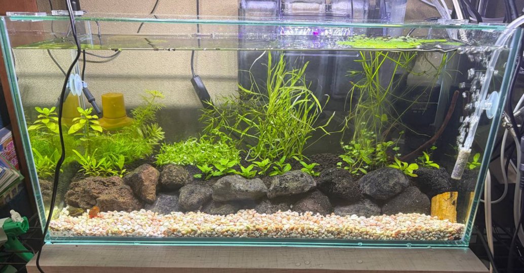 45cmLowタイプ予備水槽の仮組み植栽完了 °˖☆◝(⁰▿⁰)◜☆˖° あとは