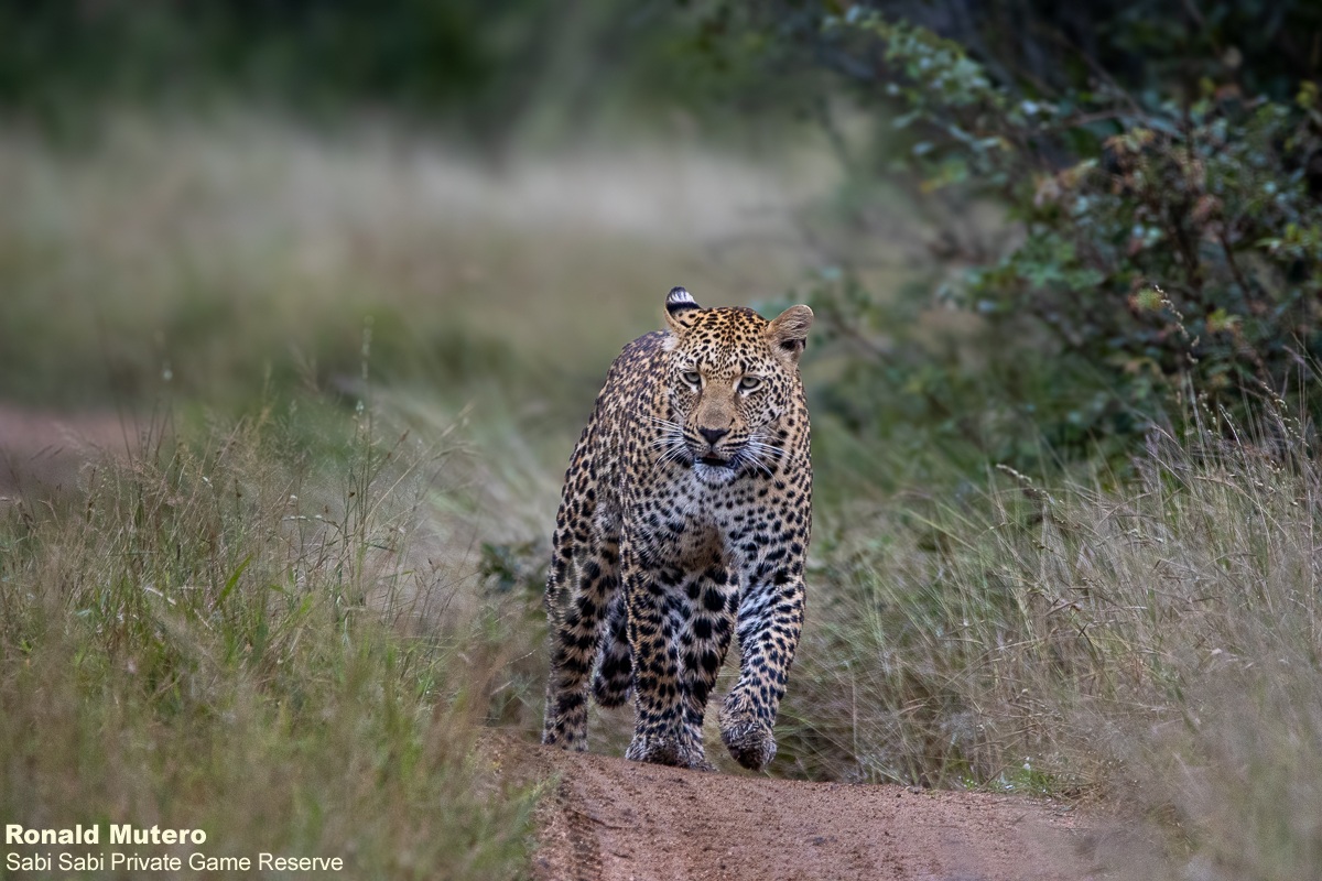 SabiSabiReserve's tweet image. We tracked Kurhula after loud calls on our morning drive. She moved quickly, scent-trailing &amp;amp; sniffing - likely following a dominant male with a recent kill nearby. Her vocal, active behaviour strongly suggests she’s in oestrus &amp;amp; advertising for a mate. #leopard #safari