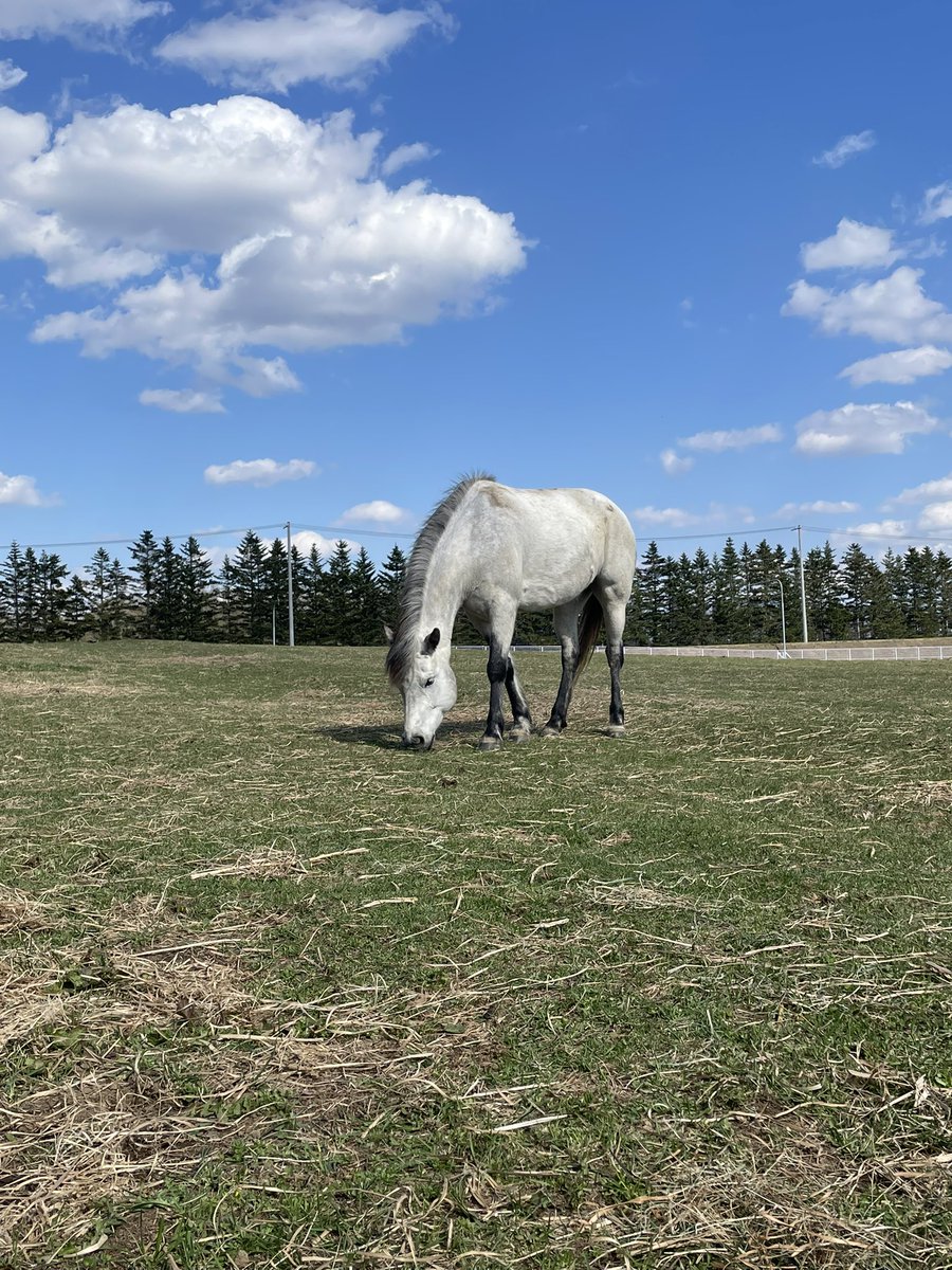 chikudaiumabu's tweet photo. 青空と馬🐴⛅️
草を食べる音を聞くと人も癒されます🥰
毛並みもさらさらのふわふわで気持ちよかったです😆
⁡
🦋
⁡
#帯広畜産大学うまぶ #うまぶ #馬 #帯広 #十勝 https://t.co/W8auuoPPxo
