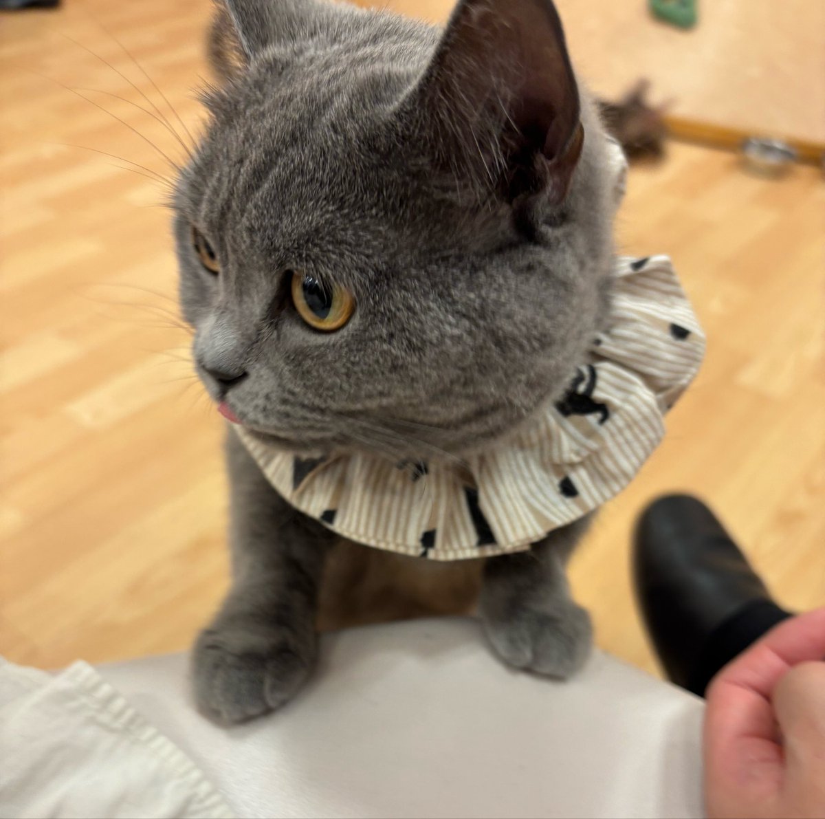 今日は18:00〜エムフリークいます！ ももえちゃんと初同番❤️ 楽しい