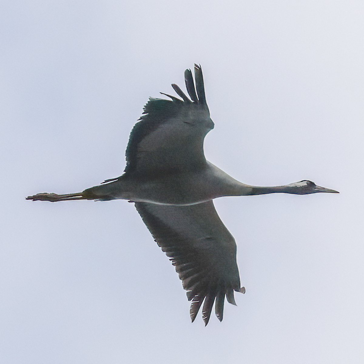 Guiding at Titchwell on Monday morning. Nice to catch up with the two Black Terns, one of my favourite spring migrants, although they were always rather distant, out over the Freshmarsh and the Reedbed Pool. In contrast, this Crane flew right over our heads!