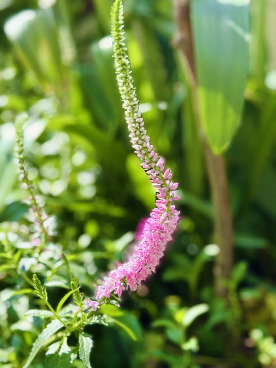 AnneZhu81494176's tweet image. Counting the flowers blooming in my 50㎡ garden…
Third: speedwell (Veronica). 🌸 #Veronica
#Speedwell
#50sqmGarden
#GardenInChina
#SpringGarden
#BloomSeason
#FlowerGarden
#GardenLife
#SmallGarden
#GardenMoments
#PlantLovers
