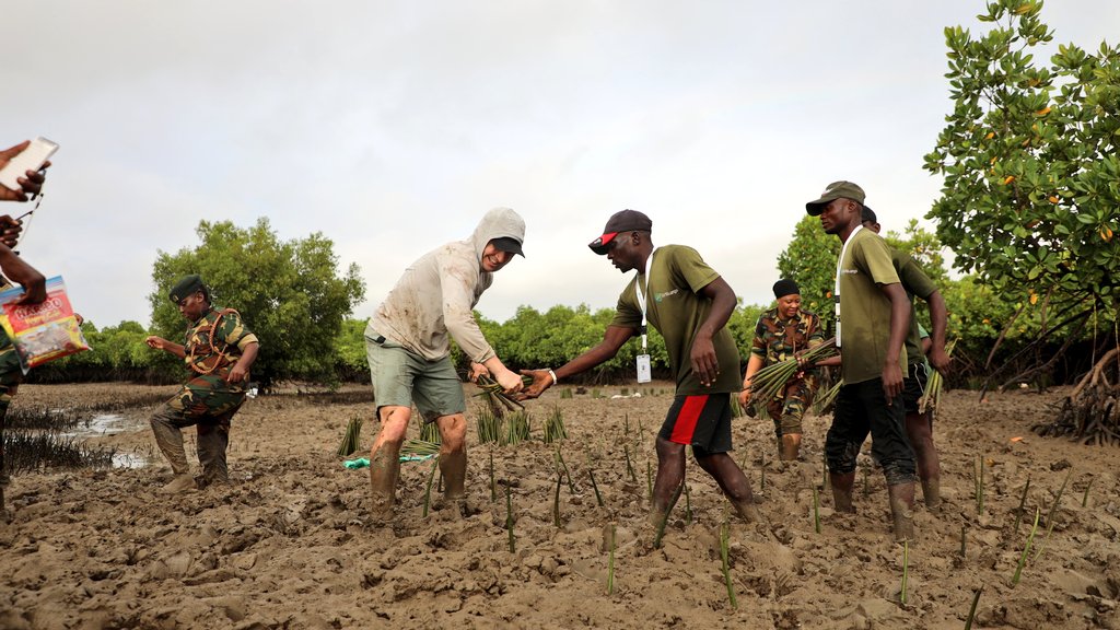 KeForestService's tweet photo. HAPPENING NOW!!!

GUINNESS WORLD RECORD ATTEMPT IN MANGROVE GROWING

At Mirarani, Tudor Creek in Mombasa County, Mr Antoine Moses has officially begun his Guinness World Record attempt to plant 40,000 mangrove propagules within 24 hours.

The exercise is currently underway in the presence of key stakeholders and partners. Supported by technical expertise from the Kenya Forest Service, the activity is taking place at a designated restoration site, underscoring a strong integration of science-based ecological rehabilitation, public participation, and multi-stakeholder collaboration.