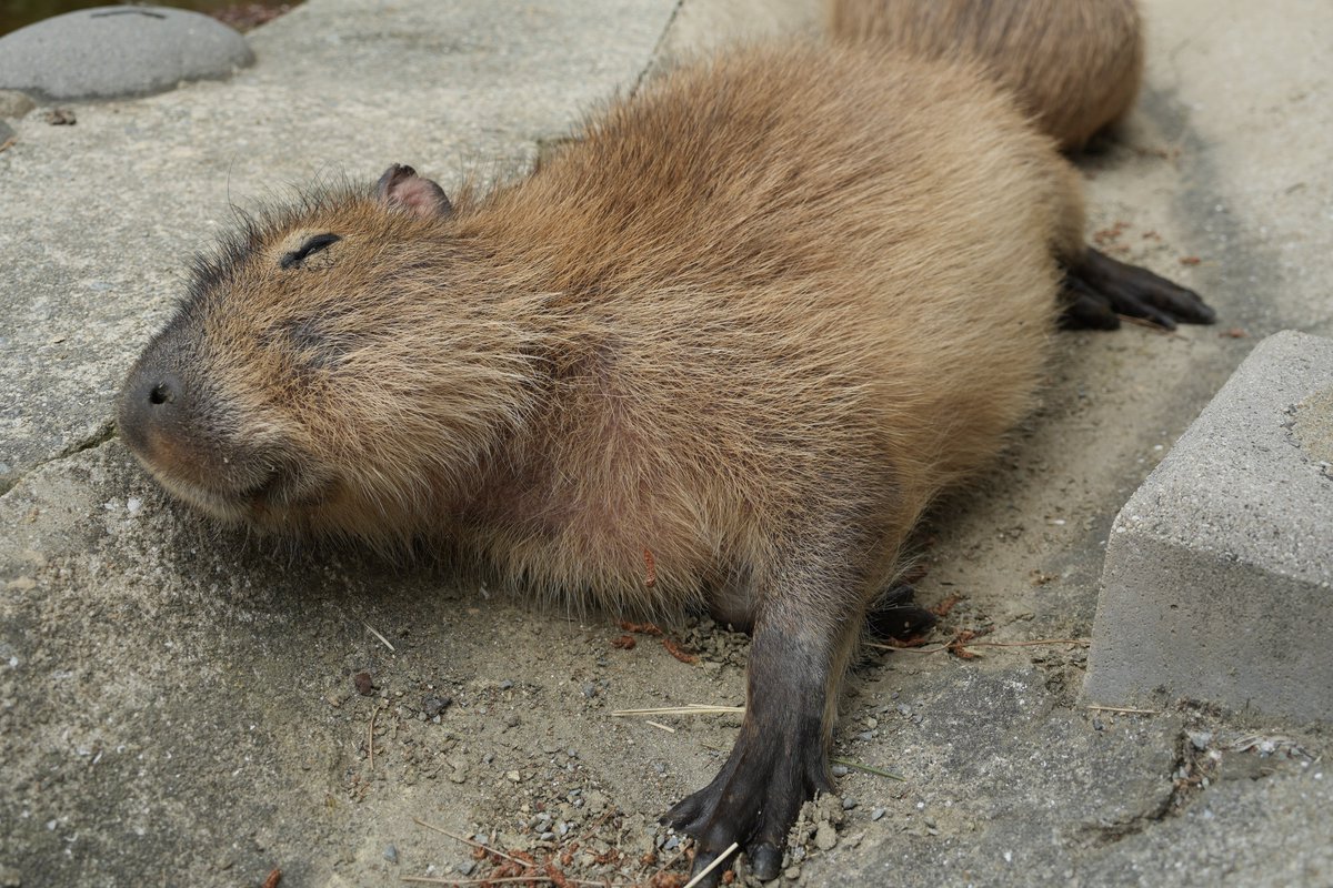 まみもこ tweet media