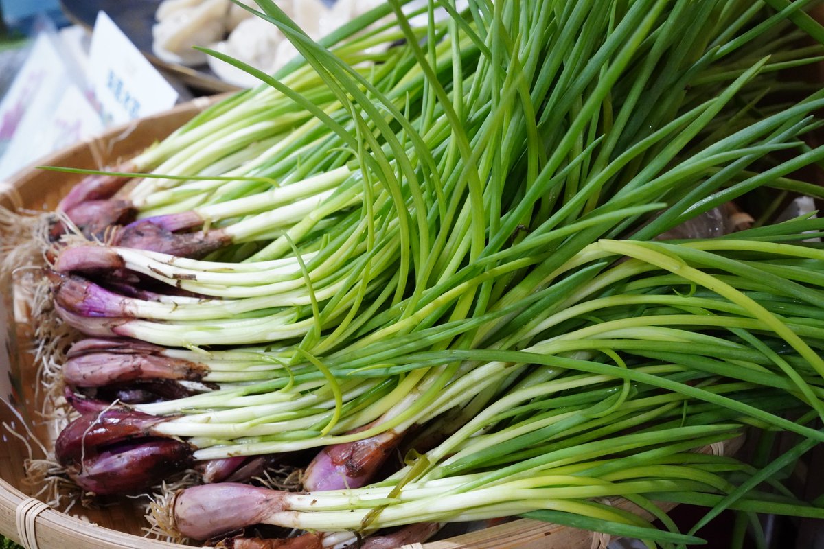 NewTaipeiGov's tweet photo. #Pingxi in #NewTaipeiCity is known for its delicate and aromatic scallions, a key ingredient in dishes. Now they even appear in desserts like egg rolls, cakes, and cookies. During the harvest season, visitors can be seen picking scallions, enjoying a peaceful farm experience. https://t.co/65pEtip3ok