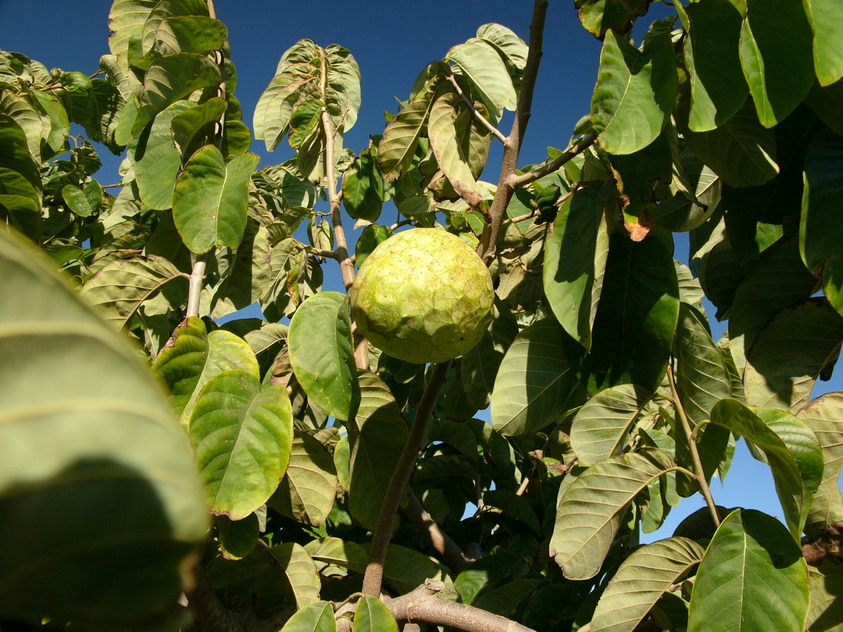 FabGiagnoni's tweet photo. La #cirimoia è un #frutto tropicale originario delle #Ande. Qui è noto come prodotto tipico della provincia di #ReggioCalabria, dove viene chiamato semplicemente "#annona". Ha una polpa bianca cremosa con un sapore che ricorda un mix di #fragola, #banana e #ananas.

#Natura https://t.co/ZbwBsqn4T4