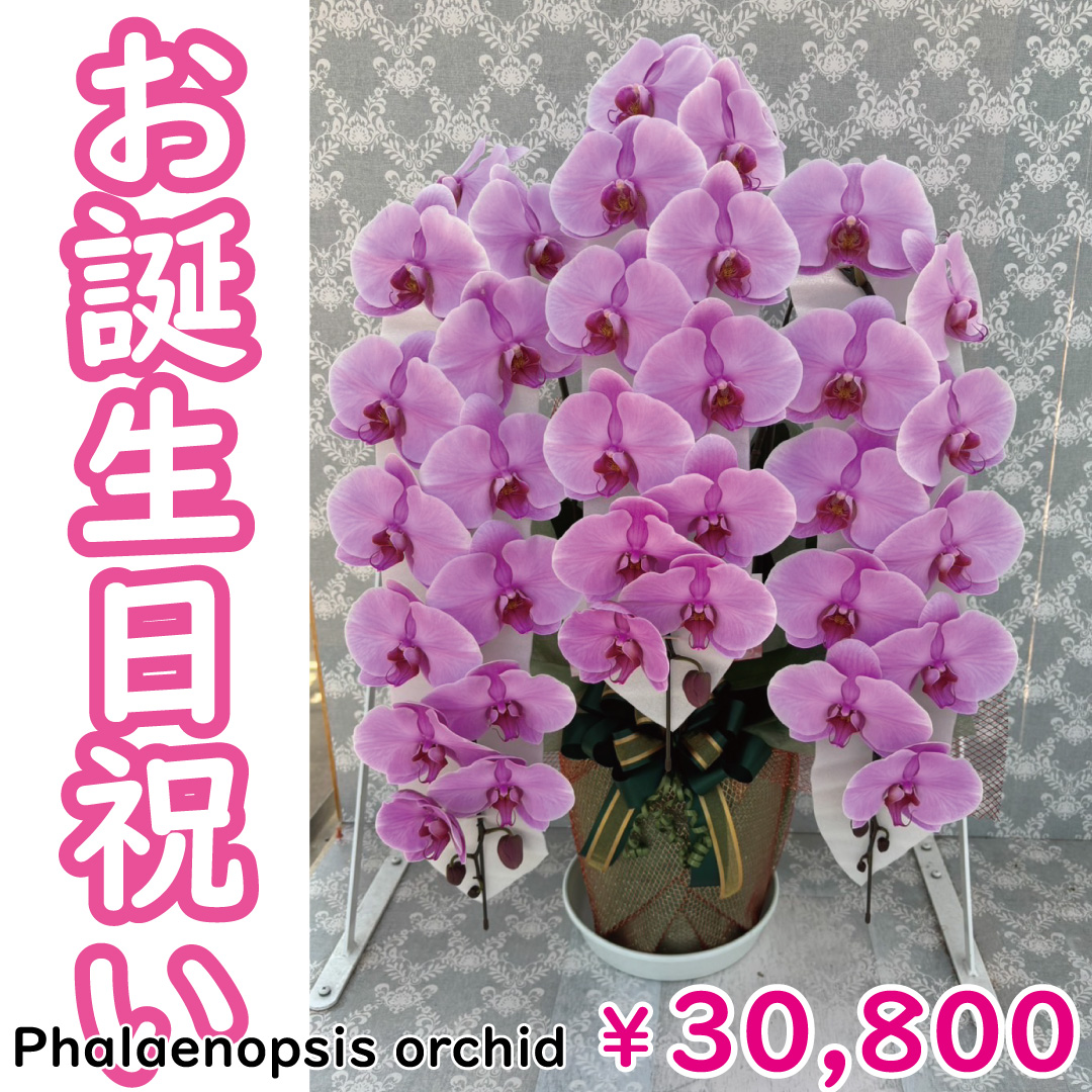 msd_shop's tweet photo. 誕生日のお祝いで嫁ぎました！

★お届けのお花
【霞美 かすみ 3本立ち 大輪 42輪～ 淡いピンク】

★こちらのお花情報
https://t.co/go2r8NLtDh

■楽天市場のMSDナーセリー
https://t.co/Vl350aHR5l

#霞美 #誕生日祝い #純国産の胡蝶蘭 #胡蝶蘭 #msdナーセリーで感謝の気持ちを伝えよう https://t.co/5VsQaMAopW