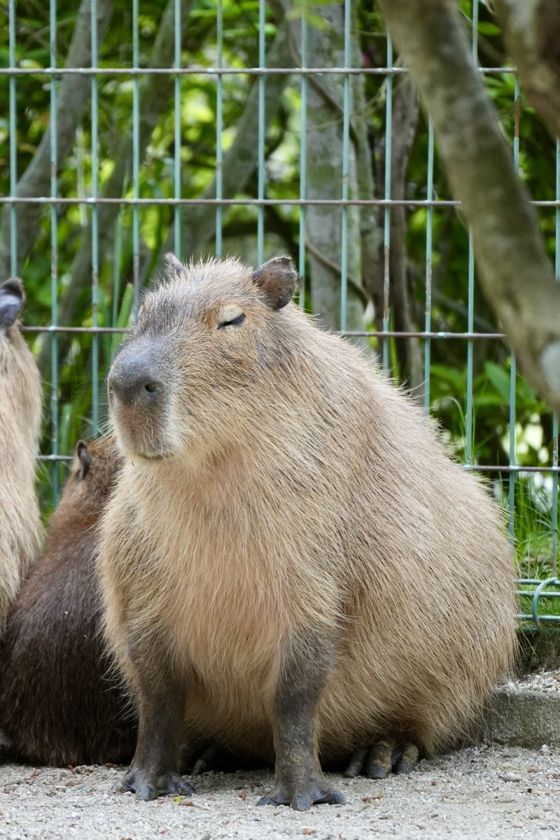 まみもこ tweet media