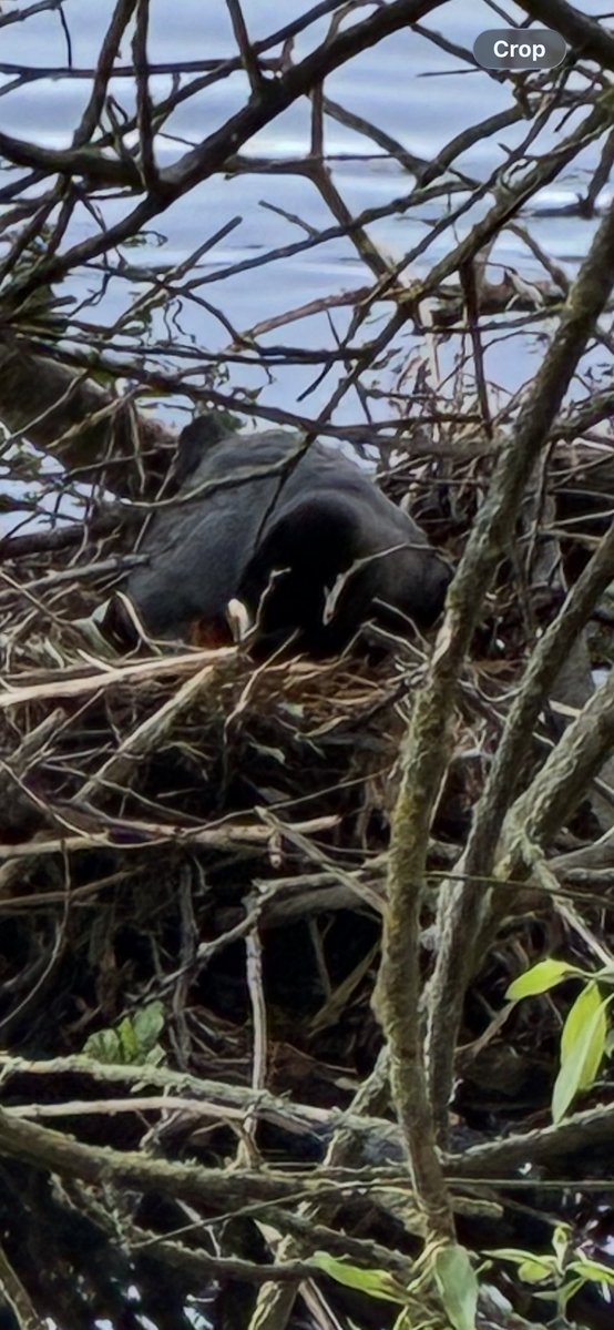 caspertown24's tweet image. Spring is sprung in Grovelands #ParkLife