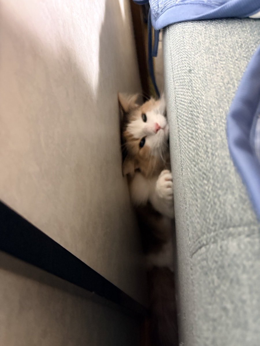 かなまる🐈 tweet media