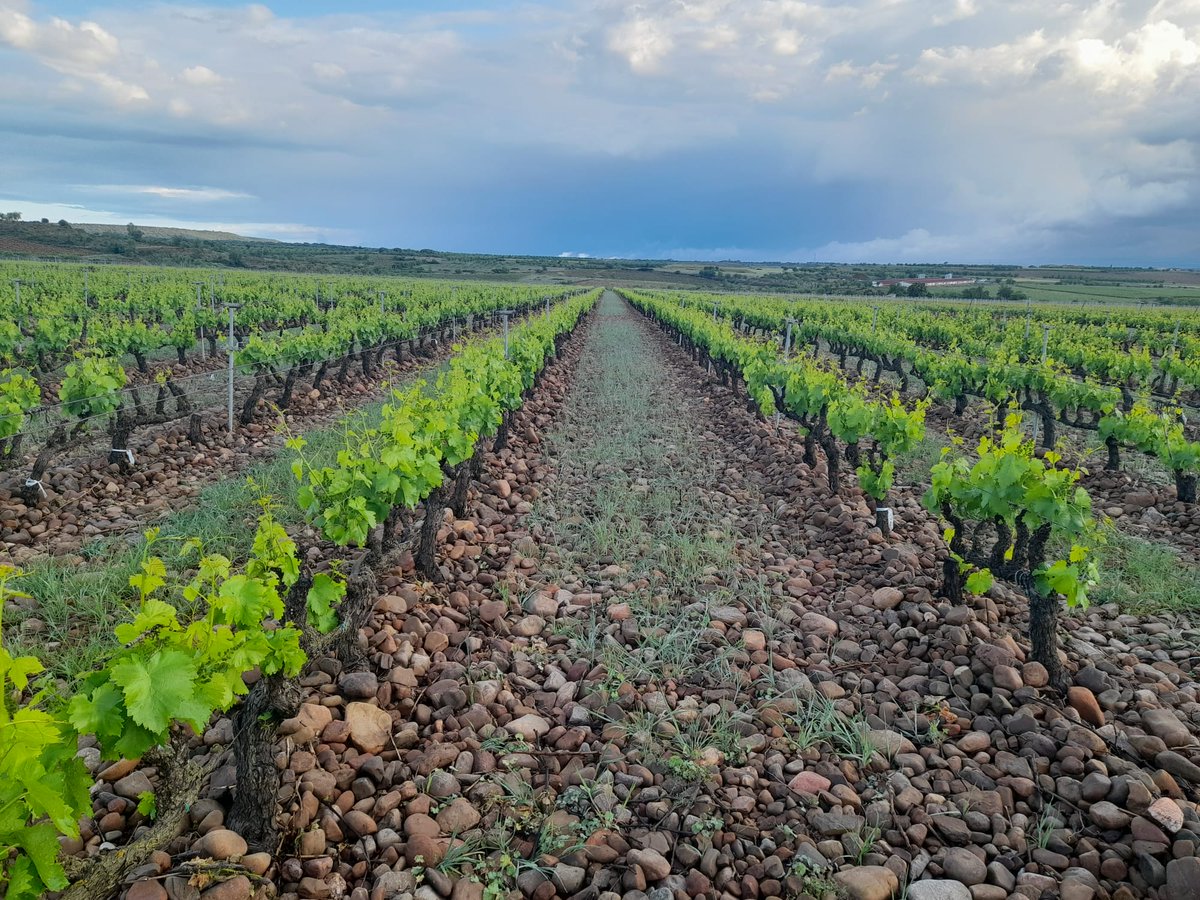 LaRiojaAltaSA's tweet photo. El maravilloso despertar de la Garnacha de nuestra Finca La Pedriza en Tudelilla (Rioja Baja). https://t.co/Ia4dLWWamw