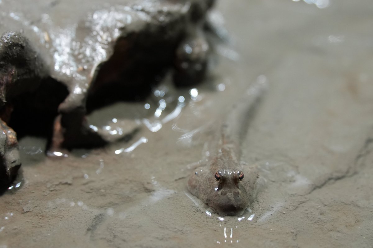 まみもこ tweet media