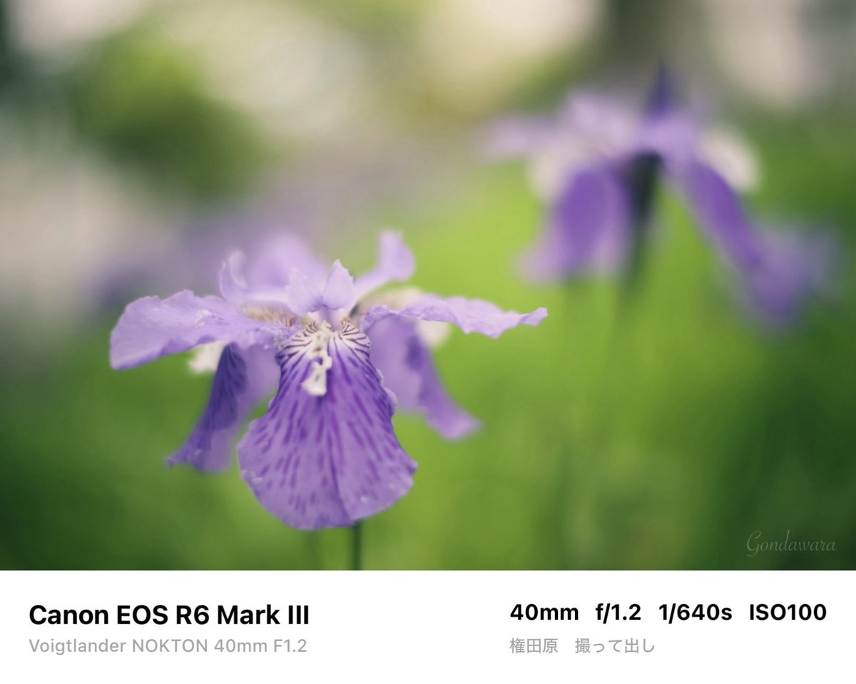 loqg78's tweet image. カメラがどうこうより、コシナのレンズが楽しくて好きw🫣

#Canon #R6mark3 #Voigtlander #NOKTON40