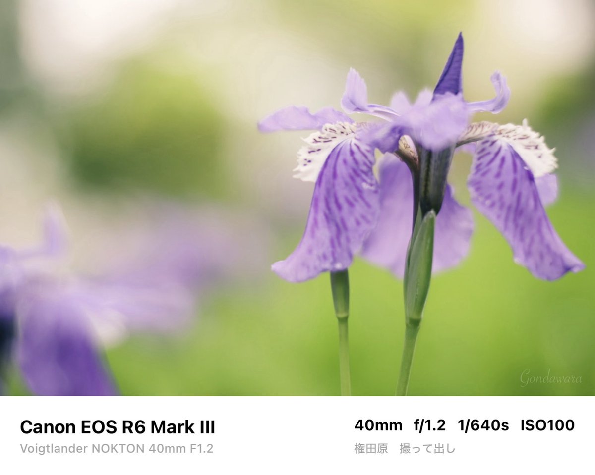 loqg78's tweet image. カメラがどうこうより、コシナのレンズが楽しくて好きw🫣

#Canon #R6mark3 #Voigtlander #NOKTON40