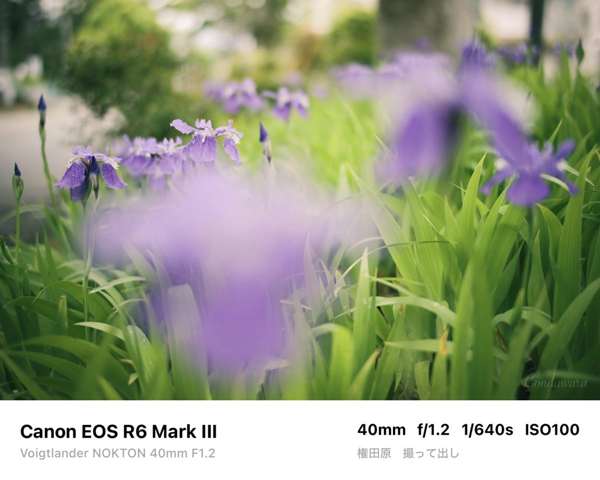 loqg78's tweet image. カメラがどうこうより、コシナのレンズが楽しくて好きw🫣

#Canon #R6mark3 #Voigtlander #NOKTON40