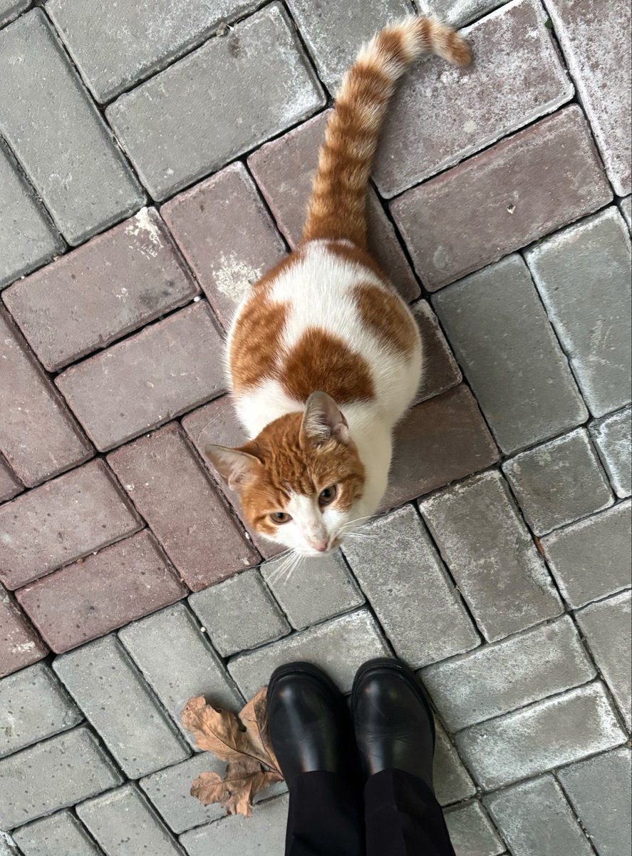 uzunbiryol's tweet photo. @browserpplub doğuştan yıldız olan bir kedy🌟 https://t.co/GWRJJM6k0T