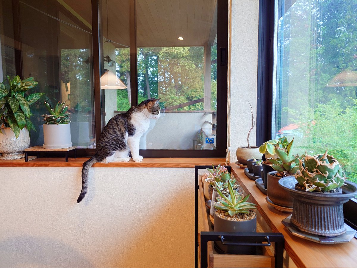 こみてん tweet media