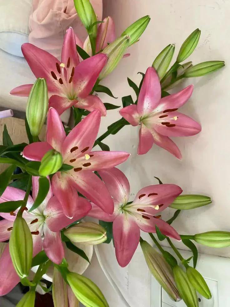 Soft Petals tweet media