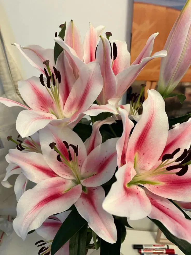 Soft Petals tweet media