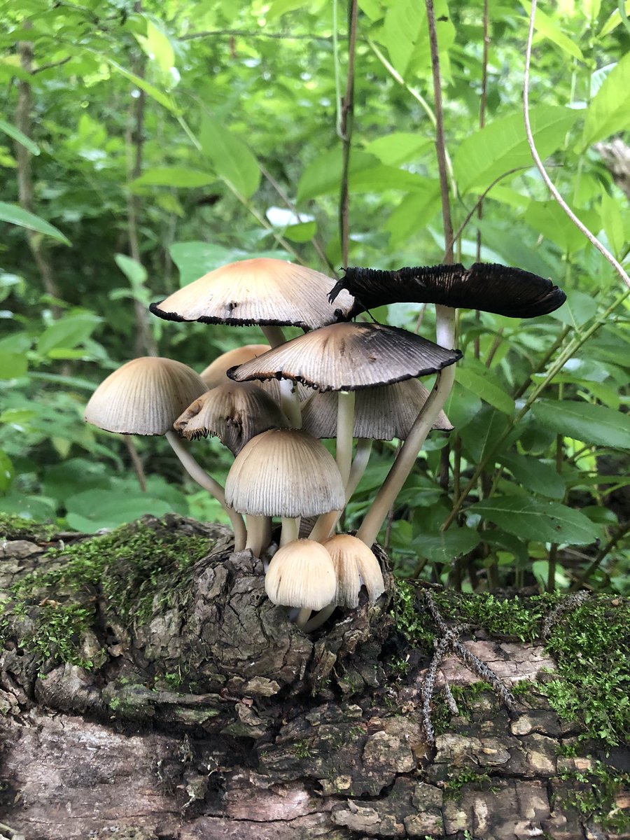 tuchihannmyoo's tweet photo. ヒトヨタケはほんとに一日で萎れて(?)しまうので見られたらラッキーです🍄 https://t.co/iajipcl2f0