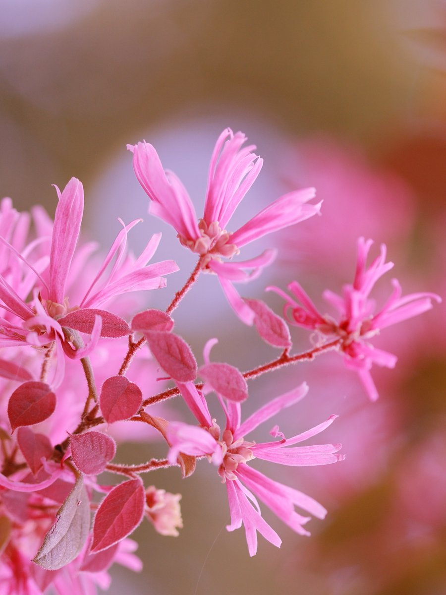 かえたろう tweet media