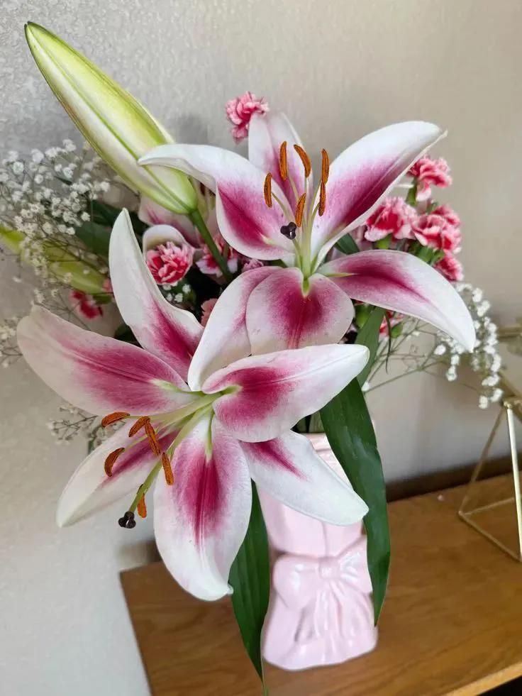 Soft Petals tweet media
