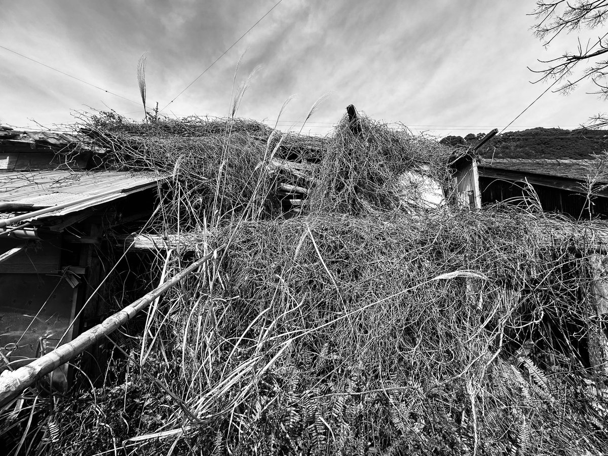 HiroTakeuchi's tweet image. Abandoned house.

#abandonedhouse
#oldhouse
#ivy
#廃屋
#蔦
#blackandgrayphoto
#monochromephoto