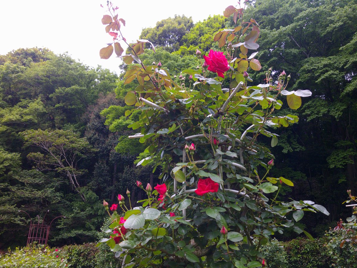 市川市動植物園（公式） tweet media