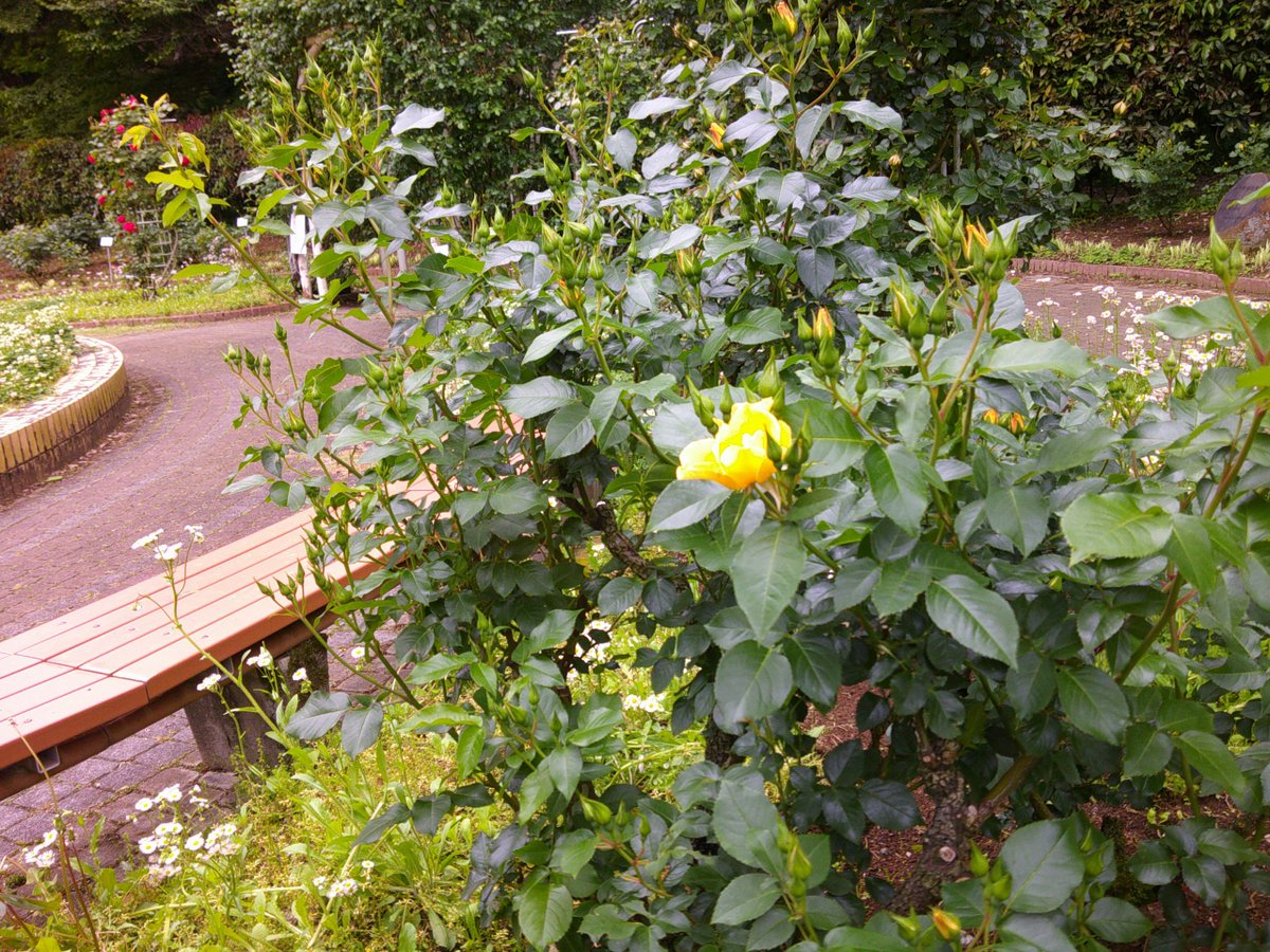 市川市動植物園（公式） tweet media