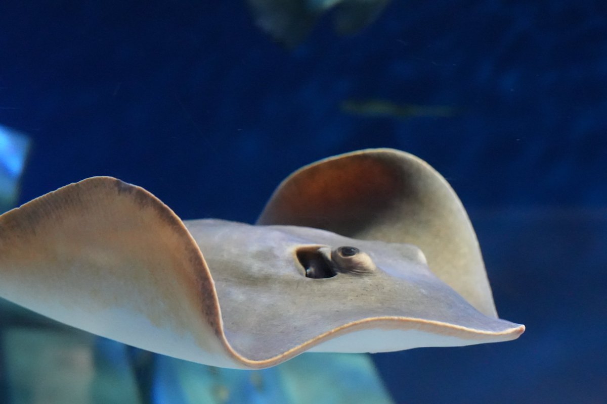 まみもこ tweet media