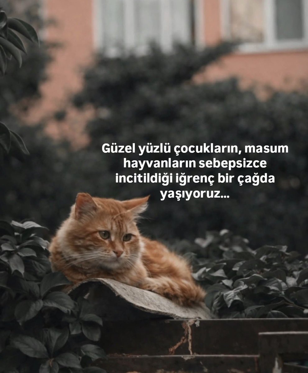 f_uvezoglu's tweet photo. #günaydın
#Perşembe 
#kedileredokunma 
#yaşamasaygı https://t.co/9UwMdOGhEg