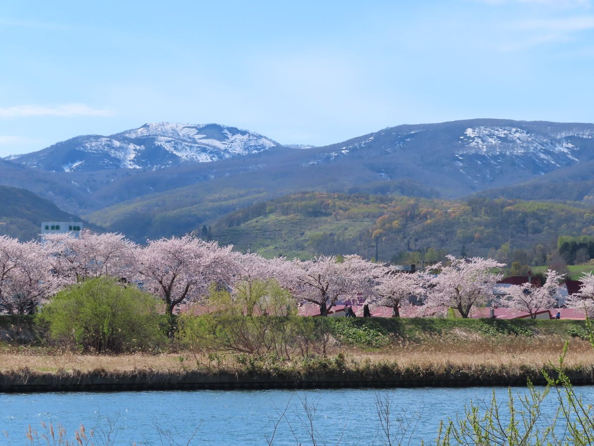 o_hirokee's tweet photo. 余市町の桜並木が綺麗でした。肌寒かったですが、余市川沿いを散歩しながら楽しめるのがいいですね。 https://t.co/xXINaXhQEq