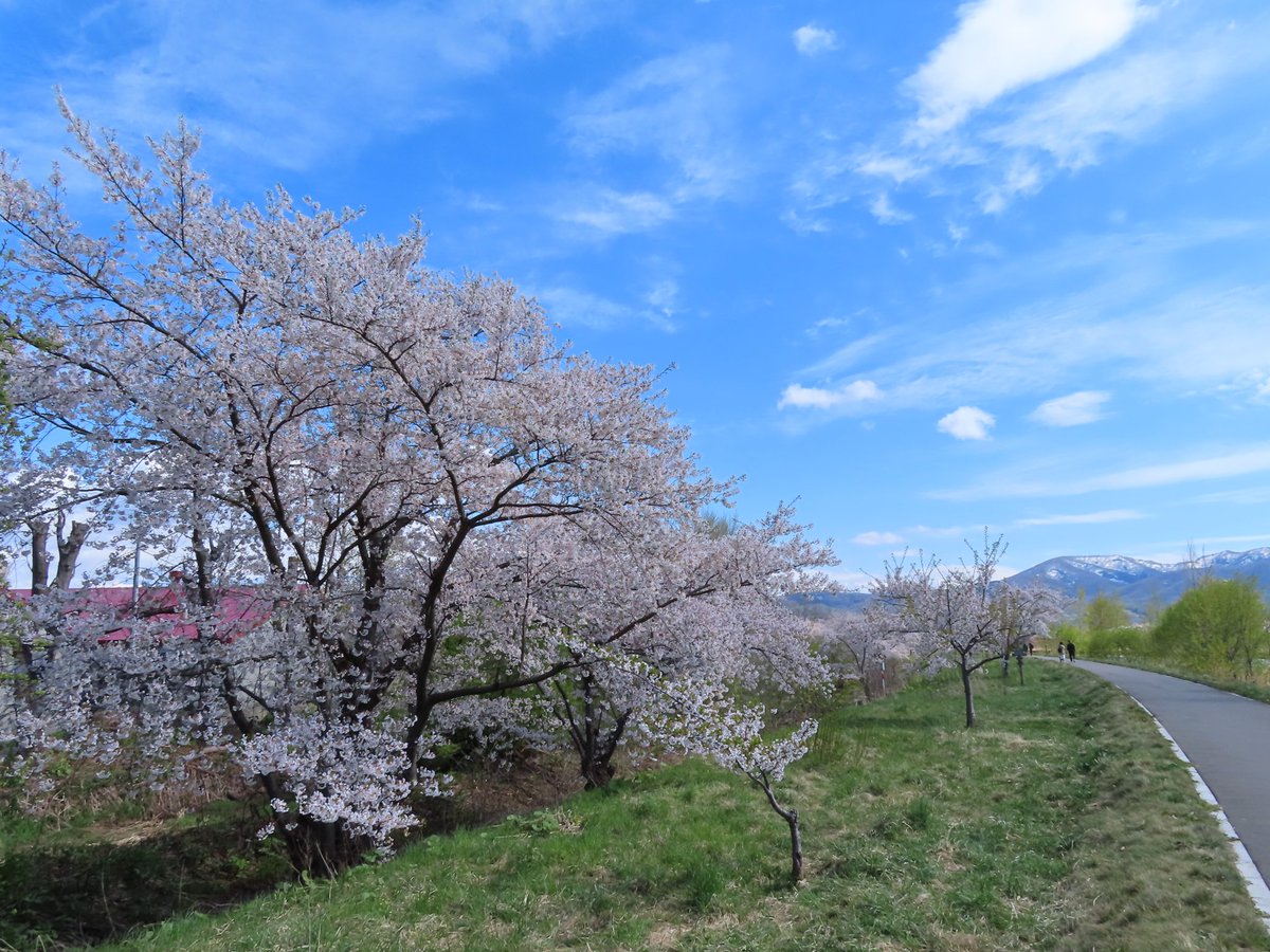 o_hirokee's tweet photo. 余市町の桜並木が綺麗でした。肌寒かったですが、余市川沿いを散歩しながら楽しめるのがいいですね。 https://t.co/xXINaXhQEq