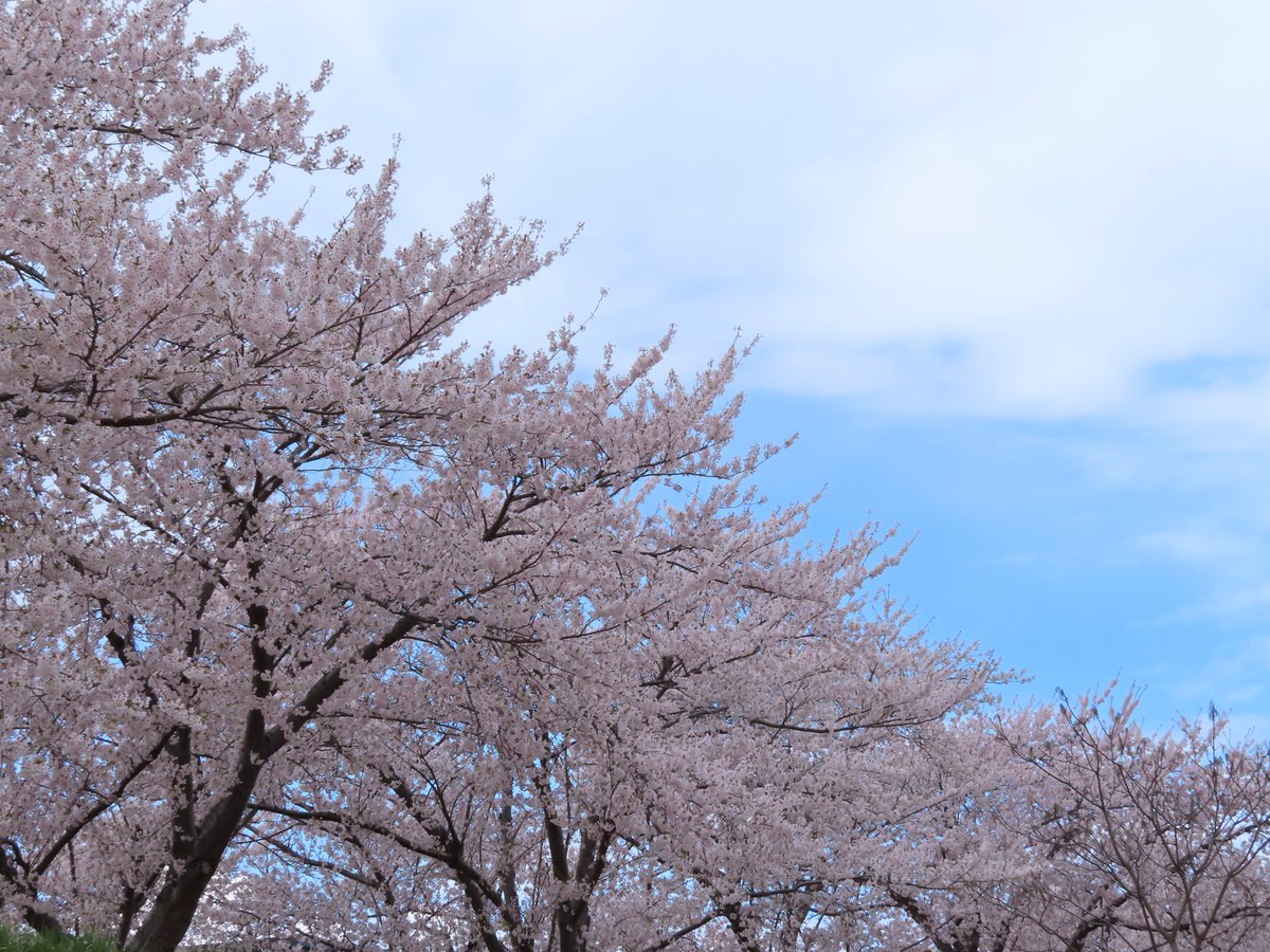 o_hirokee's tweet photo. 余市町の桜並木が綺麗でした。肌寒かったですが、余市川沿いを散歩しながら楽しめるのがいいですね。 https://t.co/xXINaXhQEq