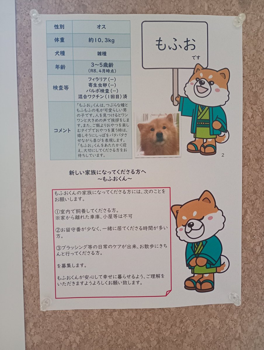 wannyapia's tweet photo. 【家族募集中🐱】
名前：もふお
性別：オス
年齢：3〜5歳（R8.4月時点推定）

※譲渡にあたり条件があります。
お電話にてマッチングを受付しています。詳細はホームページをチェック🌲

ＨＰ：https://t.co/oGmYGTCXp2 https://t.co/x6KQVjetYO