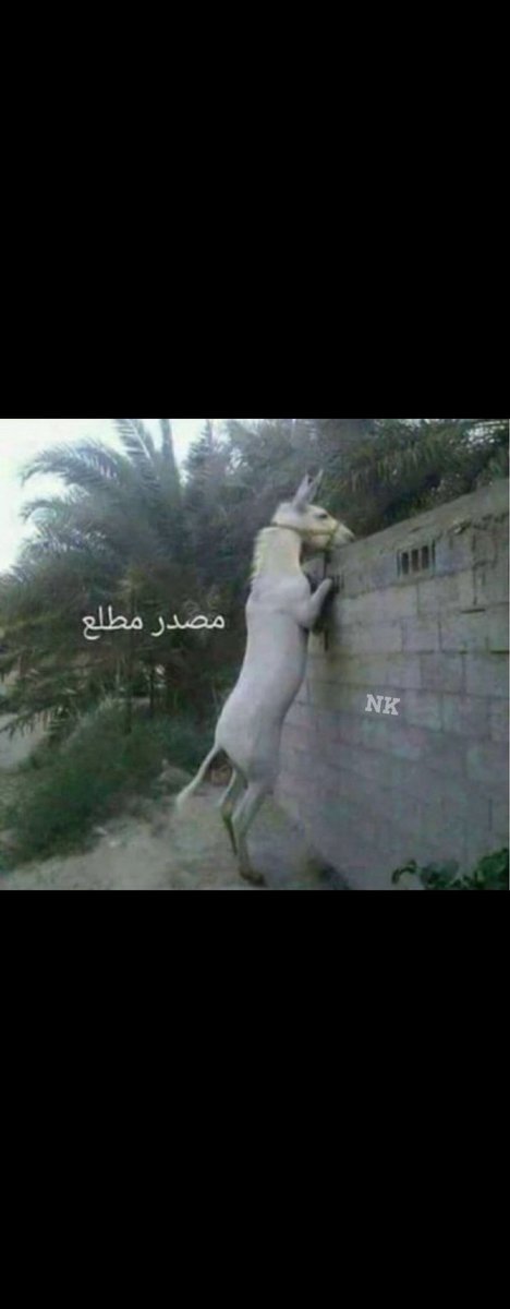 MAQ tweet media